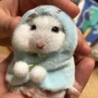 Хомяк в халате ^-^
